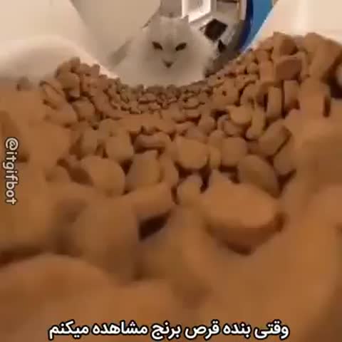 گربه‌ای از بالای ظرفی پر از غذای خشک قهوه‌ای سرش را بیرون آورده است و متن می‌گوید وقتی بنده قرص برنج مشاهده می‌کنم.