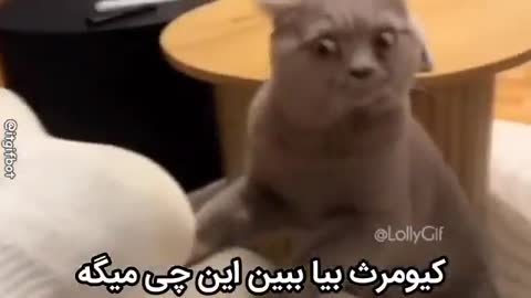 گربه خاکستری با چشمان گرد به اطراف نگاه میکند و متن میگوید کیومرث بیا ببین این چی میگه.