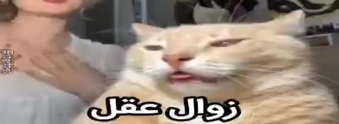 گربه‌ی کرکی کنار زنی با حالت متعجب نشسته و متن می‌گوید زوال عقل.