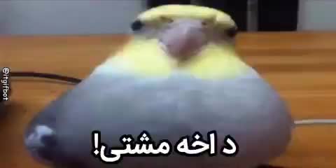 پرندهای خاکستری با تاج زرد روبهروی دوربین ایستاده و متن میگوید د اخه مشتی!