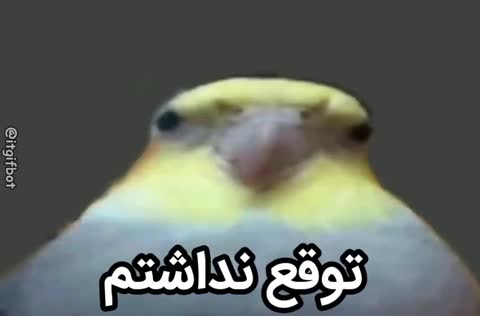 یک پرنده نزدیک دوربین ظاهر می‌شود و متن می‌گوید توقع نداشتم.