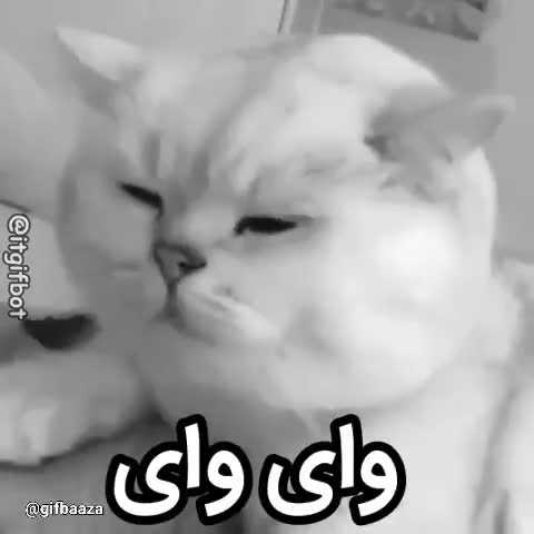 گربه‌ای سفید و خاکستری با چشمان نیمه‌باز دیده می‌شود؛ متن می‌گوید وای وای.
