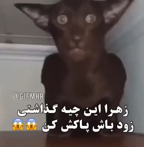 گربه سیاه‌رنگی با گوش‌های بزرگ و چشمان گرد به دوربین نگاه می‌کند و حالت شوکه دارد؛ متن می‌گوید زهرا این چیه گذاشتی، زود باش پاکش کن.