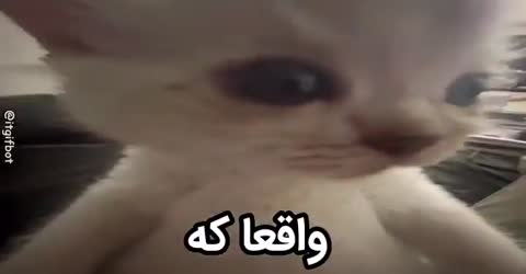 گربه سفید از نزدیک با چشمانی خیره به دوربین نگاه می‌کند و متن می‌گوید واقعا که.