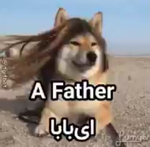 سگی با موهای بلند که باد آن‌ها را به هم ریخته به دوربین نگاه می‌کند و متن می‌گوید ای بابا.