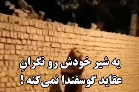 حیوانی شبیه شیر از پشت دیوار آجری ظاهر می‌شود؛ متن می‌گوید شیر به عقاید گوسفندها اهمیتی نمی‌دهد.