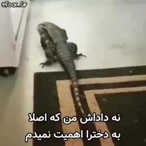 مارمولکی بزرگ در خانه راه می‌رود و متن درباره بی‌اهمیتی به دخترها و پیشنهادهایشان است.