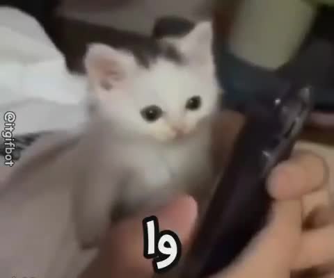 بچه‌گربه‌ی سفید و خال‌خالی با چشم‌های درشت به دوربین نگاه می‌کند و متن می‌گوید وا.