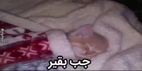 گربه‌ای نارنجی زیر پتو سفید خوابیده است؛ متن می‌گوید جب بقیر.