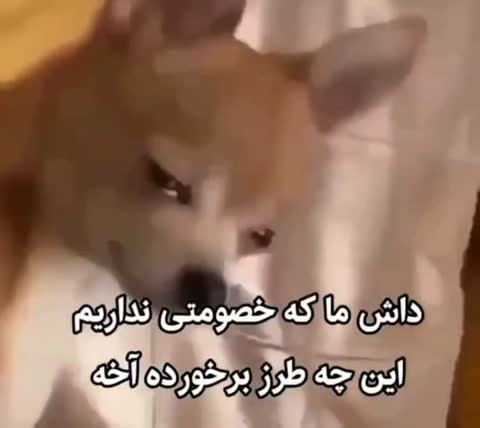 سگ شیبا با حالت ناراحت و سر خم‌شده به دوربین نگاه می‌کند؛ متن می‌گوید ما که خصومتی نداریم، این چه طرز برخوردیه.