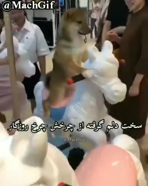 سگی روی یک وسیله‌ی چرخان قرار دارد؛ متن شعری غمگین درباره سختی و انتظار است.