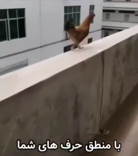 خروسی روی لبه‌ی بتنی یک ساختمان ایستاده و متن می‌گوید با منطق حرف‌های شما من هم باید بتوانم پرواز کنم، یالله.
