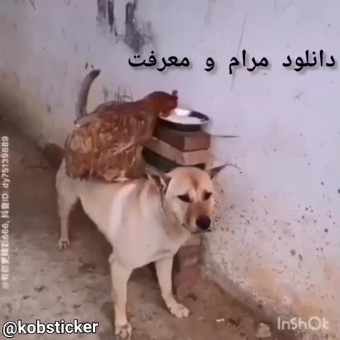 سگی زیر یک مرغ روی ظرف‌های آب و غذا ایستاده و متن می‌گوید دانلود مرام و معرفت.