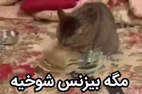 گربه‌ای روی فرش کنار اسکناس‌ها نشسته و متن می‌گوید مگه بیزنس شوخیه.