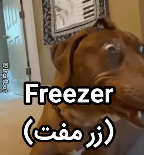 سگی قهوه‌ای با چشمانی درشت به دوربین نزدیک می‌شود و متن می‌گوید فریزر، زر مفت