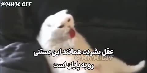 گربه‌ای سفید زبان بیرون آورده و بستنی می‌لیسد و متن می‌گوید عقل بشریت مانند این بستنی رو به پایان است