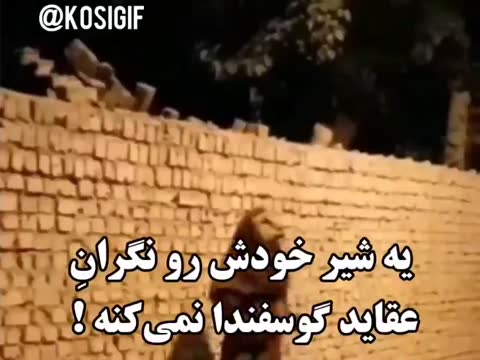 حیوانی بزرگ در شب از کنار دیواری آجری می‌دود و متن می‌گوید یه شیر خودش رو نگران عقاید گوسفندا نمی‌کنه