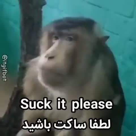 میمونی با حالتی جدی به جلو نگاه می‌کند و متن انگلیسی و فارسی می‌گوید لطفا ساکت باشید