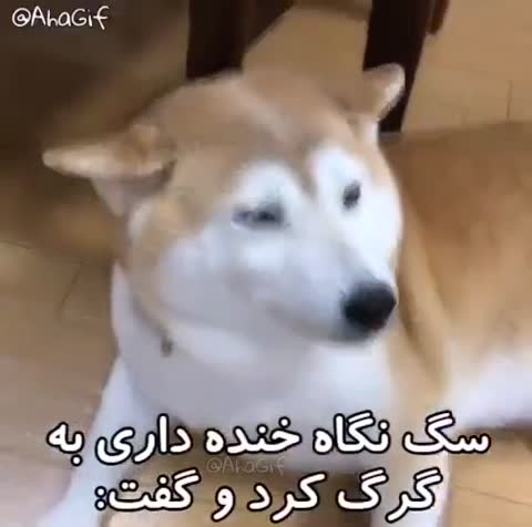سگ شیبا با نگاهی جدی به دوربین نگاه می‌کند و متن شعرگونه‌ای درباره‌ی گرگ، آهو و سگ دارد.