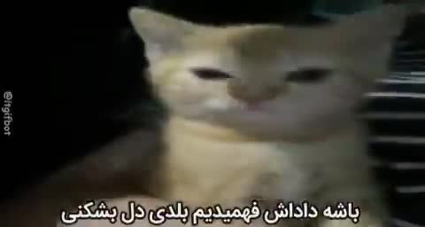 گربه‌ای کوچک با چشمانی نیمه‌باز روی پارچه‌ای راه‌راه قرار دارد و متن می‌گوید باشه داداش فهمیدیم بلدی دل بشکنی.