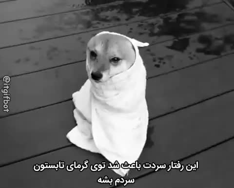سگی پیچیده در حوله سفید روی سطح چوبی با حالت غمگین نشسته؛ متن می‌گوید این رفتار سردت باعث شد توی گرمای تابستون سردم بشه.