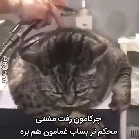 گربه‌ای خاکستری زیر دست آرایشگر با قیچی نشسته و عصبانی به نظر می‌رسد؛ متن می‌گوید چرک‌هامون رفت، محکم‌تر بساب تا غم‌هامون هم بره.