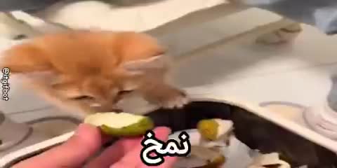 بچه گربه نارنجی‌رنگ به سمت ظرفی غذا خم می‌شود و تکه‌ای غذا می‌خورد، و متن نمخ را نشان می‌دهد.