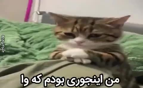 گربهای راهراه روی تخت سبز نشسته و دستهایش را جمع کرده؛ متن میگوید من اینجوری بودم که وا.