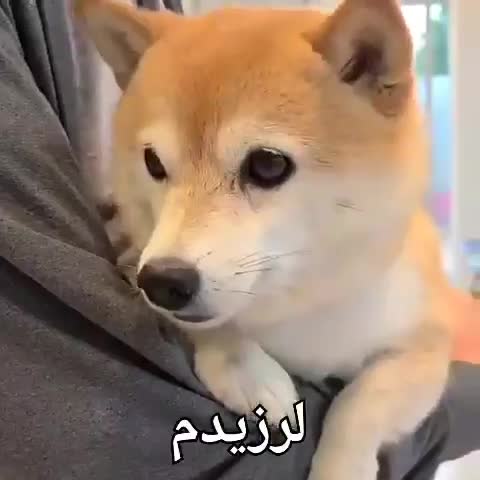 یک سگ شیبا با نگاهی نگران روی پای کسی لم داده و متن میگوید لرزیدم.