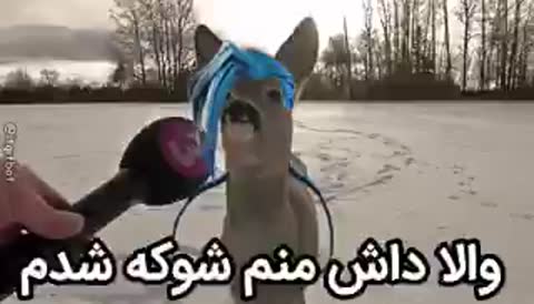 حیوانی با موهای آبیرنگ به میکروفونی نزدیک میشود و متن میگوید والا داش منم شوکه شدم.