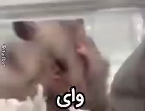 حیوانی پشمالو با چهرهای خاص سرش را تکان میدهد و روی تصویر کلمه وای نوشته شده است.
