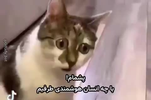 گربهٔ راه‌راه با چشم‌های درشت به دوربین خیره شده؛ متن می‌گوید پشمام! با چه انسان هوشمندی طرفیم.