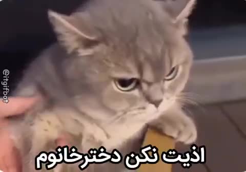 گربه خاکستری با حالت ناراحت زیر دست یک نفر قرار دارد و عقب می‌کشد؛ متن می‌گوید اذیت نکن دخترخانوم.