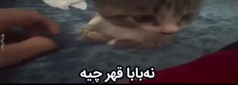دستی به گربه‌ای روی پارچه آبی نزدیک می‌شود و متن می‌گوید نه‌بابا قهر چیه