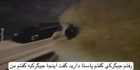گربه‌ای زرد از نزدیک به بیرون پنجره نگاه می‌کند و متن می‌گوید رفتم جیگرکی گفتم پاستا دارید گفت اینجا جیگرکیه
