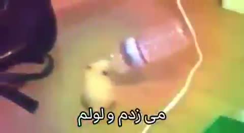 یک حیوان کوچک قهوهای کنار یک بطری روی زمین میلغزد؛ متن از مستی و سرخوشی میگوید و آخرش به پدر مخاطب فحش میدهد.