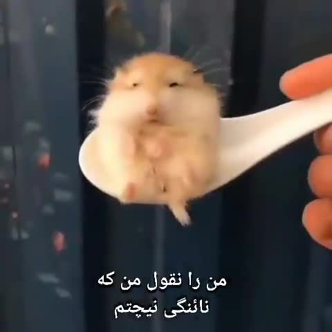 همستری کوچک روی قاشق سفید نشسته است و متن فینگلیش‌گونه‌ای می‌گوید من را نقول من که نانگی نیچتم.