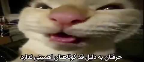 گربه‌ای سفید با دهانی باز نزدیک دوربین است و متن می‌گوید حرفتان به دلیل قد کوتاهتان اهمیتی ندارد.