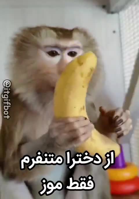 میمونی موز را به دهان می‌برد و متن می‌گوید از دخترا متنفرم، فقط موز.